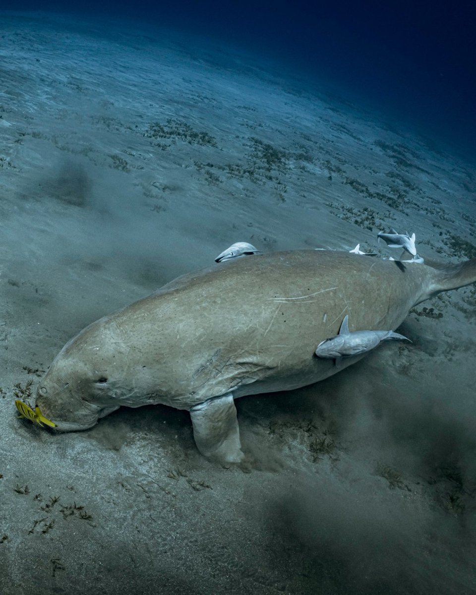 Have you ever had an encounter with a Sea Cow? 👀

This gentle giant is often spotted grazing on seagrasses, playing a vital role in keeping our underwater ecosystems healthy! Its presence is a sign of a thriving marine environment. 💙

#PADI #Underwate #SeaCow