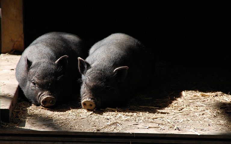 A study published in #JASB provides new insights for future genetic research in livestock breeding- Integrating parental genomes to reduce reference bias and identify intramuscular fat genes in Qinchuan Black pigs:
jasbsci.biomedcentral.com/articles/10.11…