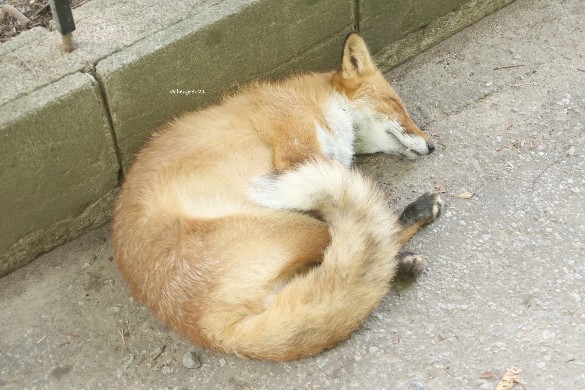 （8月VIP 15%off中） きつねのしっぽ♪です❣0802 Cheng-Ren🦊🐺 on X: 