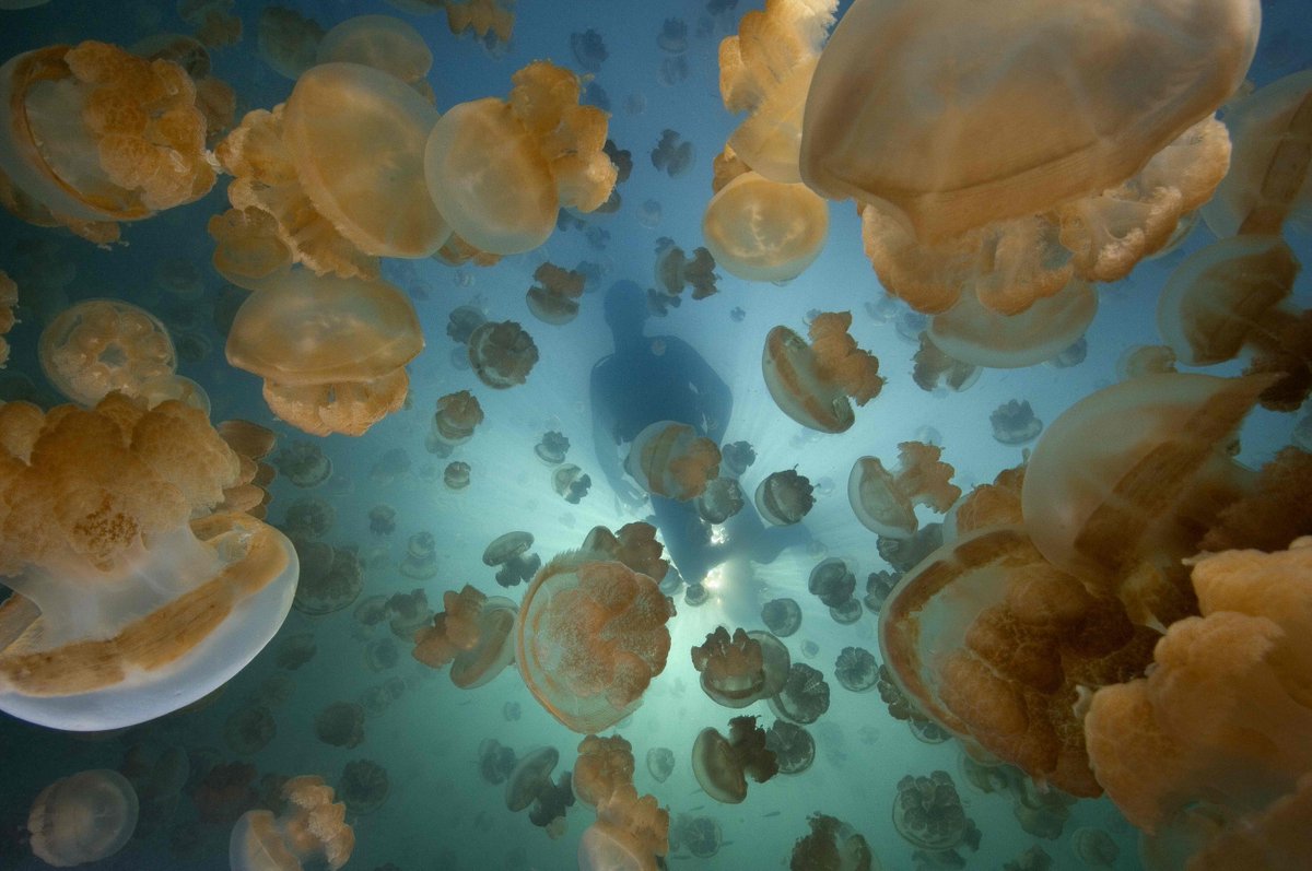 Am Mittwoch berichtet der GEO-Reporter Lars Abromeit im Gasometer von seinen Erlebnissen mit giftigen Rotfeuerfischen, einem mysteriösen Quallen-See und der Unterwasserstation „Aquarius“. 

Noch gibt es Restkarten: gasometer.de/de/termine 

📷️ Sebi Berens, Christoph Gerigk