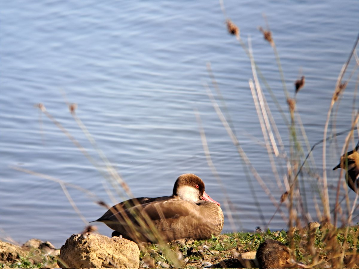 Broomhill
Red crested pochard 2males
Garganey juv
Green sand 8
Wood sand 2