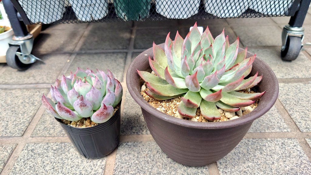 ミックスベリア
赤鬼

私の好きな多肉の1つ
今日お迎え
これで２鉢目👹👹

既に我が家にいる赤鬼と
比べてみました🤓

涼しくなるまで
頑張ろう🍀