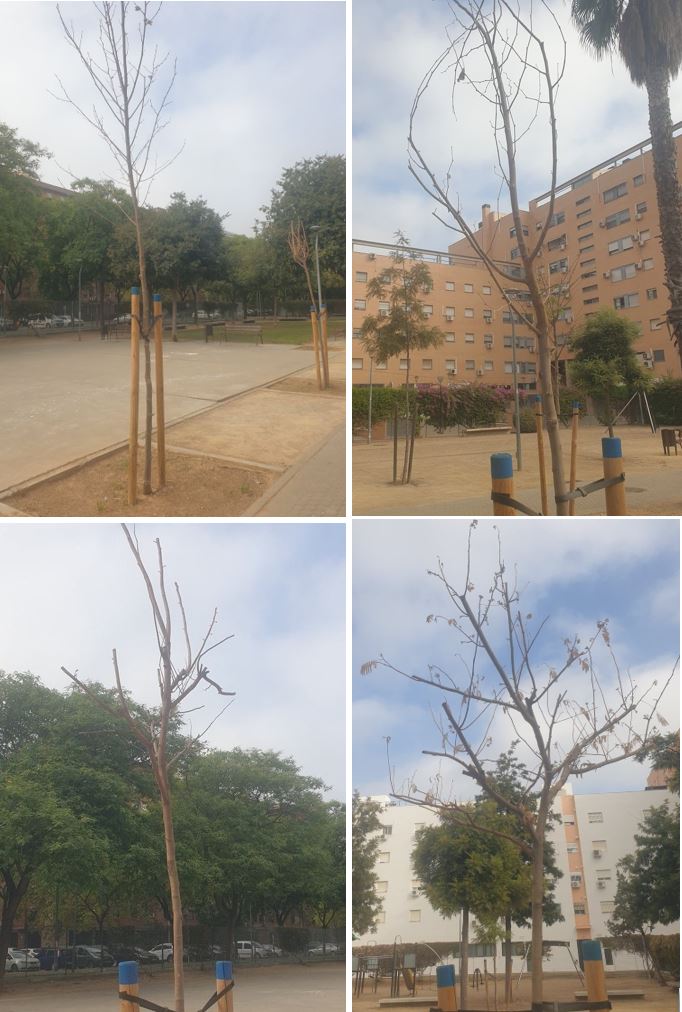 SOSterritorios's tweet photo. Lo de #Sevilla es insoportable, indecente y repugnante.
Más de 30 #Millones de € al año, se llevan las #Contratas de esa #CuevaDeAlíBabá que llaman #ParquesYJardines.
#Arbolitos en #SevillaEste, junto a Av. #MédicosSinFronteras.
La #Ciudadanía tiene que hacer #RiegoDeEmergencia. https://t.co/IZHVqi8wBZ
