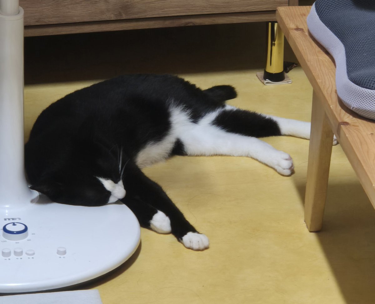 튤립씨 (@pliy_mi) on Twitter photo 