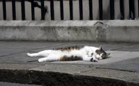 Get up when you want, snack whenever you like, lay around all day, nap if you feel like it, have a stroll outside in the sun - this bank holiday is your chance to live like a cat!