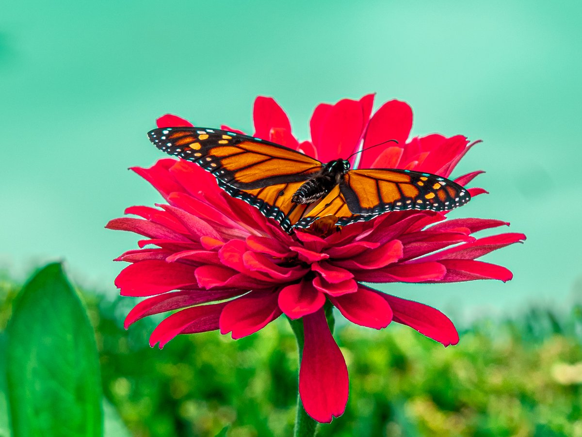 The Healing Power of Beauty: A Monarch on a Red Flower

A single image can carry deep meaning. A Monarch Butterfly resting on a vibrant red flower is mor...

You can read the full comment by the photographer about his image visit the link:

ilfjl.com/Groups/just-os…