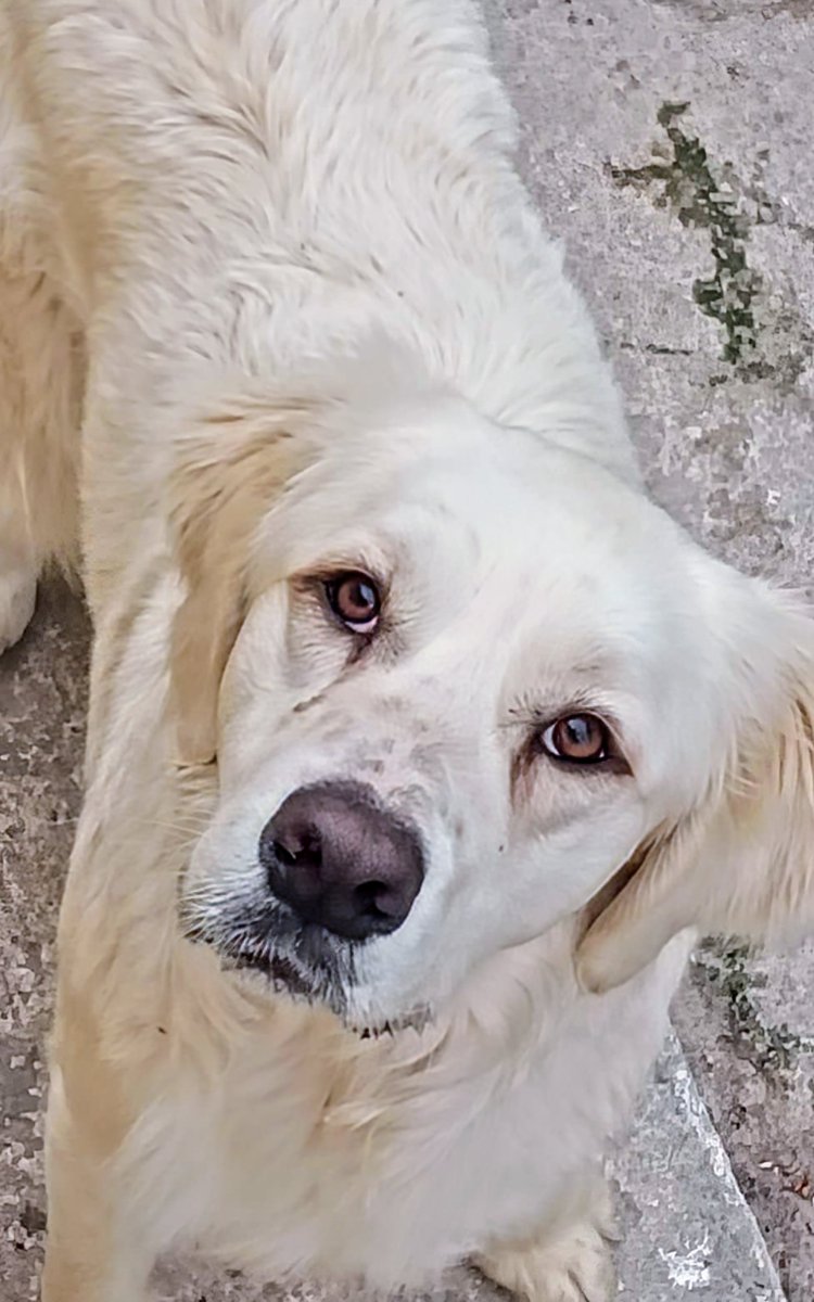 GARanimalrescue's tweet photo. GAR’s summer parasite treatment programme has reached the dogs of the Animal Welfare Spata Association, near Athens Airport.
“Thanks for the Bravecto support. We are grateful for your cooperation,” Eftihia told us. 💚
#AnimalRescue #Bravecto #σκύλος #διάσωση https://t.co/jPUgqWVE2p