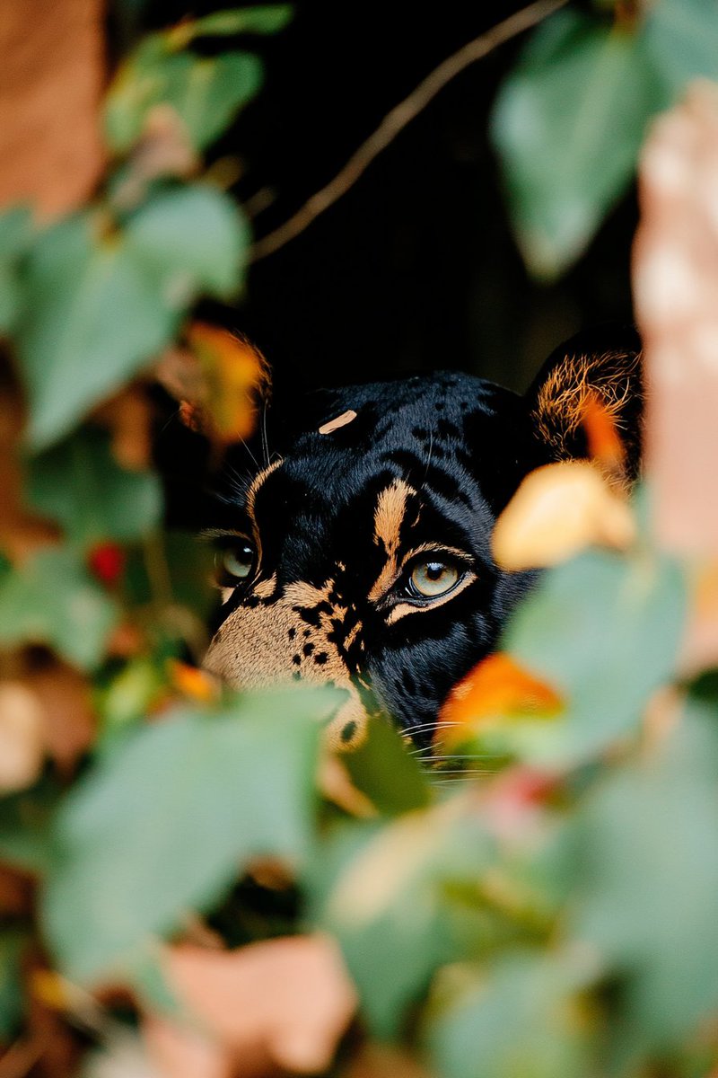 pariah49634411's tweet image. wild life #bigcat #AIart #aiartcommunity #midjourney #CatUrDay