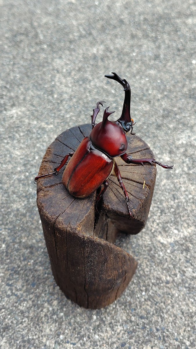 赤カブトの子孫