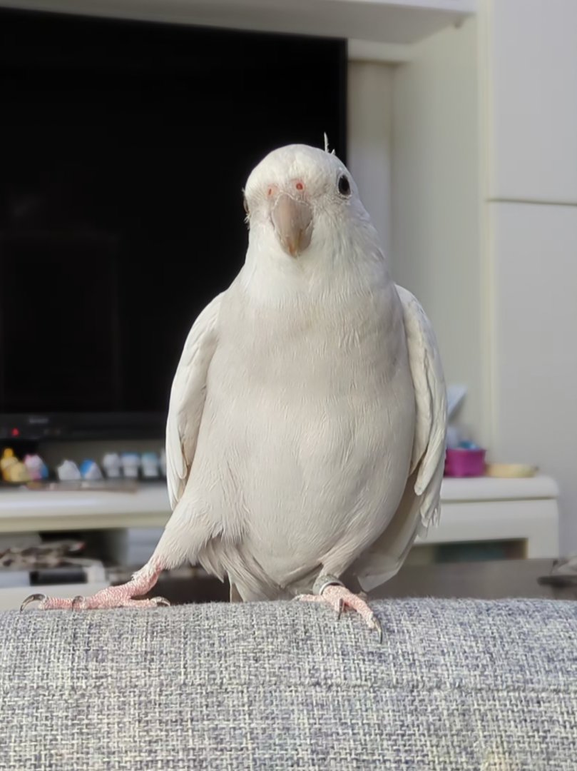 強そうなポーズ