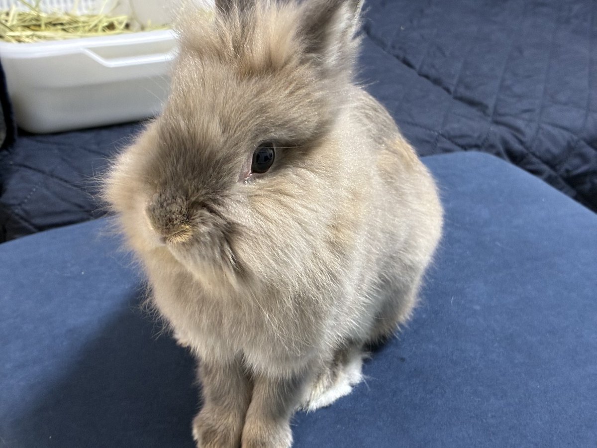 nibiru_rabbit's tweet image. 