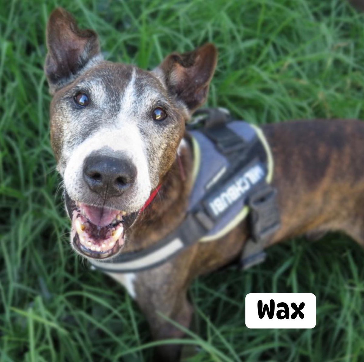 #Cádiz
Cuatro perros, ¡cuatro!!, a cuál más urgente!! Necesitan salir de la jaula. Os los presentamos, por favor, no los paséis por alto:

𝟏.— #𝐋𝐎𝐓𝐔𝐒; 2 años. Luchando contra la leishmaniosis. Su vida depende de recibir la medicación correctamente, en la perrera no se puede