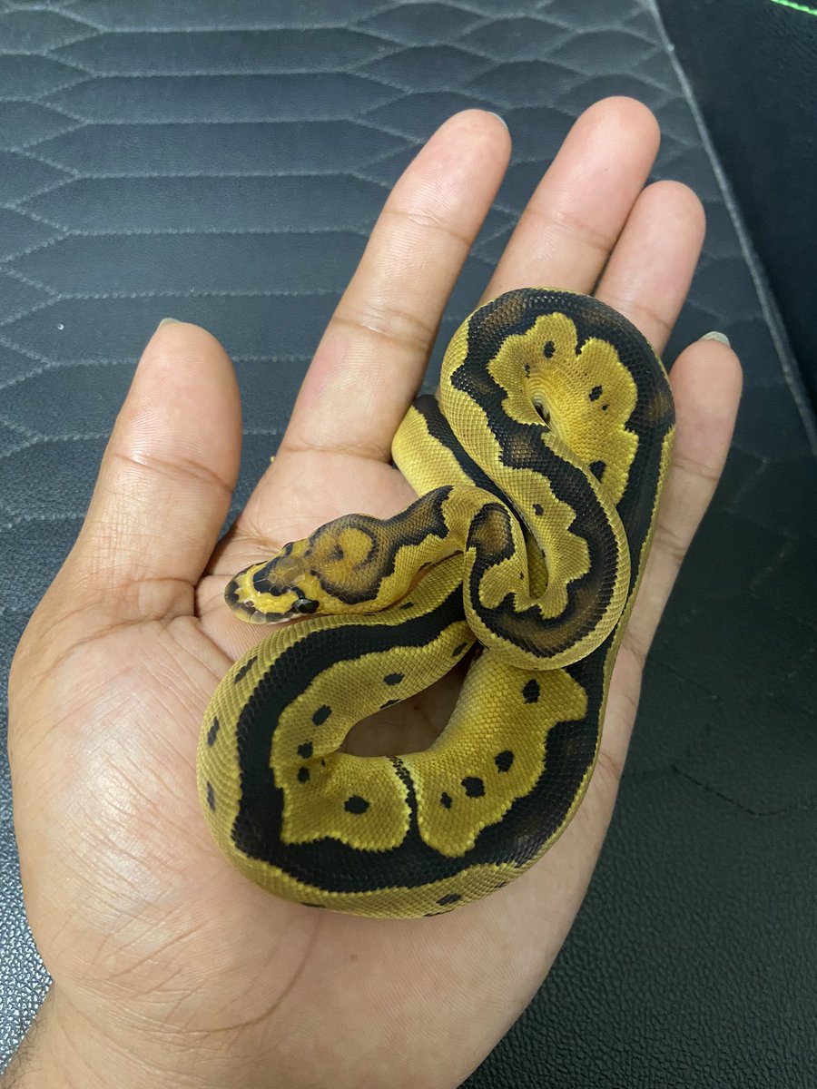Pine_BallPython's tweet image. æè¿ä»²éå
¥ããã
âclownð€¡
é ã®æããã£ã¡ã坿ãð
è²ã
ãªð€¡åºããŠãããããðª