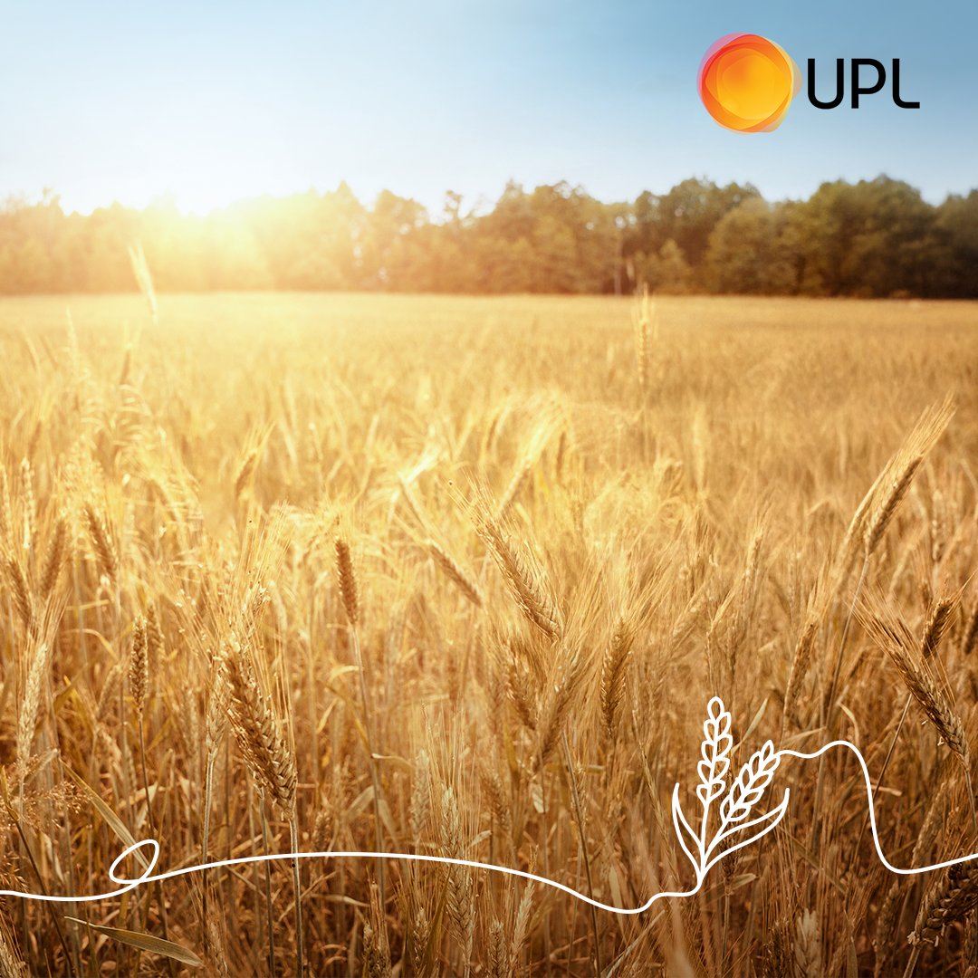 ProNutiva® is transforming cereal farming in France! 🌱 Combining GoActiv® biostimulant &amp; Vacciplant® biofungicide, farmers achieve healthier crops, higher yields &amp; better fertilizer efficiency. Growing smarter &amp; greener for the future! 
uplcorp.com/crop-protectio…