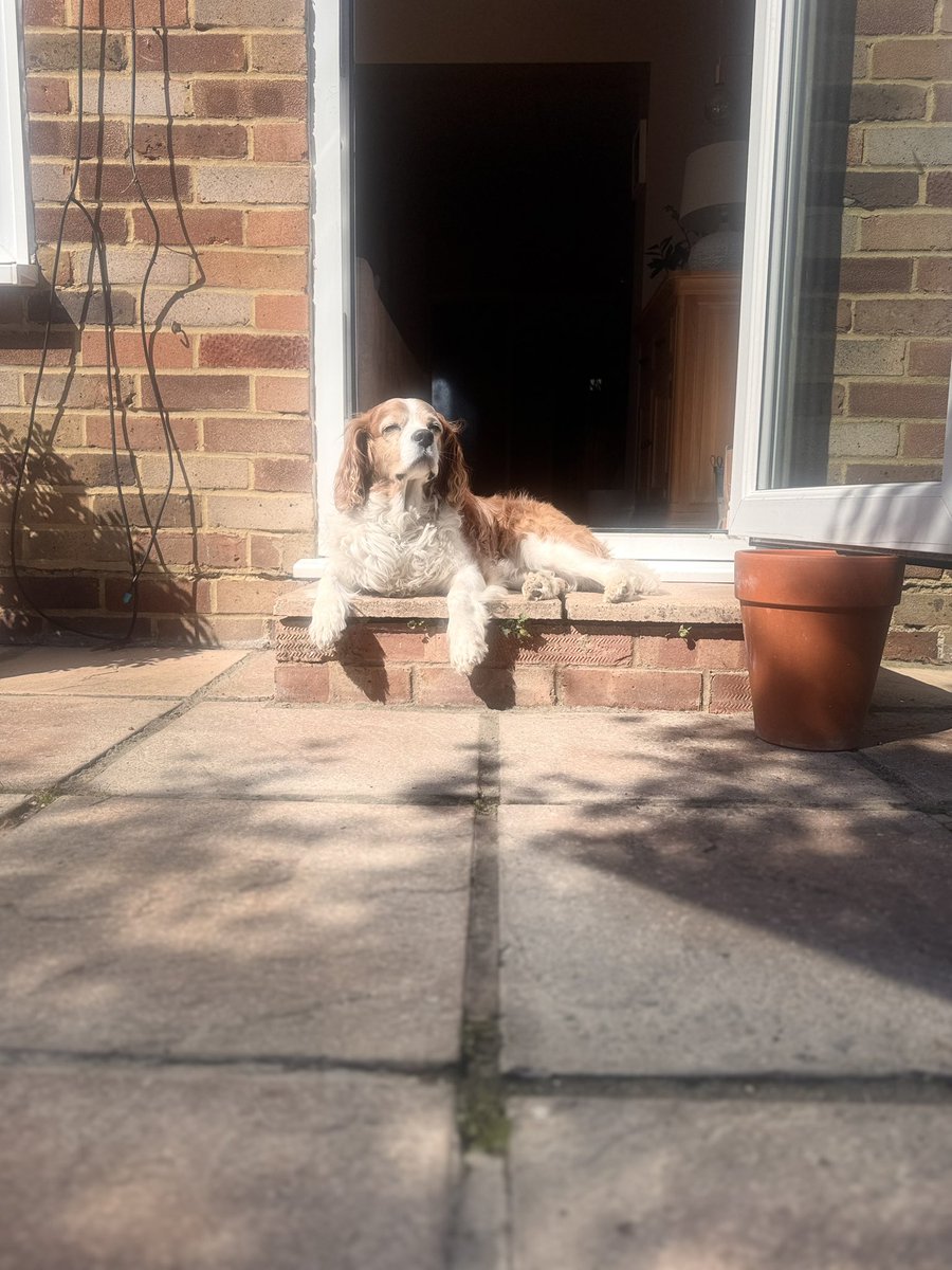 StanleytheC's tweet photo. New favourite sun spot so I can dangle my feets 😁🐾🐾 https://t.co/dY6XGticKi