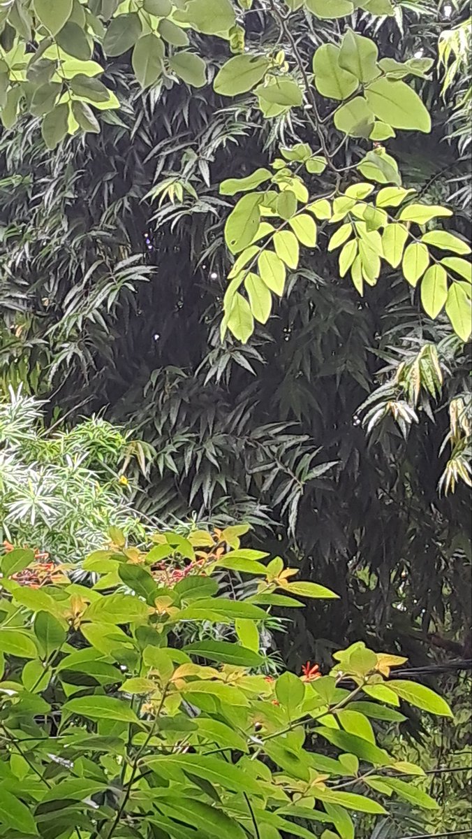 lightseekerusha's tweet photo. Different shades of green, different shapes of life — yet all blending into a quiet harmony. 🍃✨ A reminder that nature speaks softly, but always says enough. 🌿
#NatureWhispers #GreenTales #Stillness #Photography #DelhiMornings #DelhiDairies https://t.co/Psy5IVxrAi
