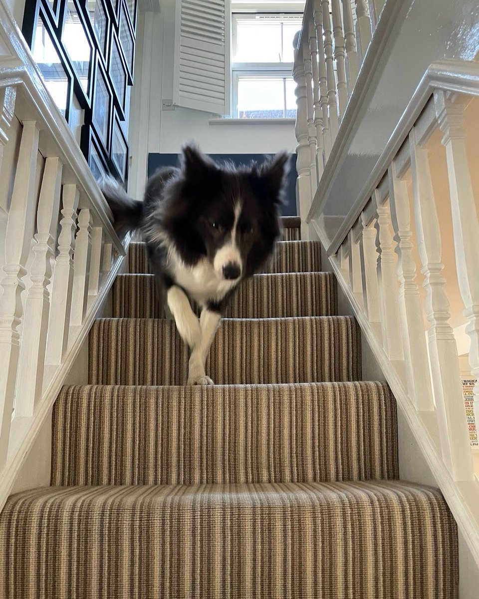 Merlin’s on a cheese mission…,