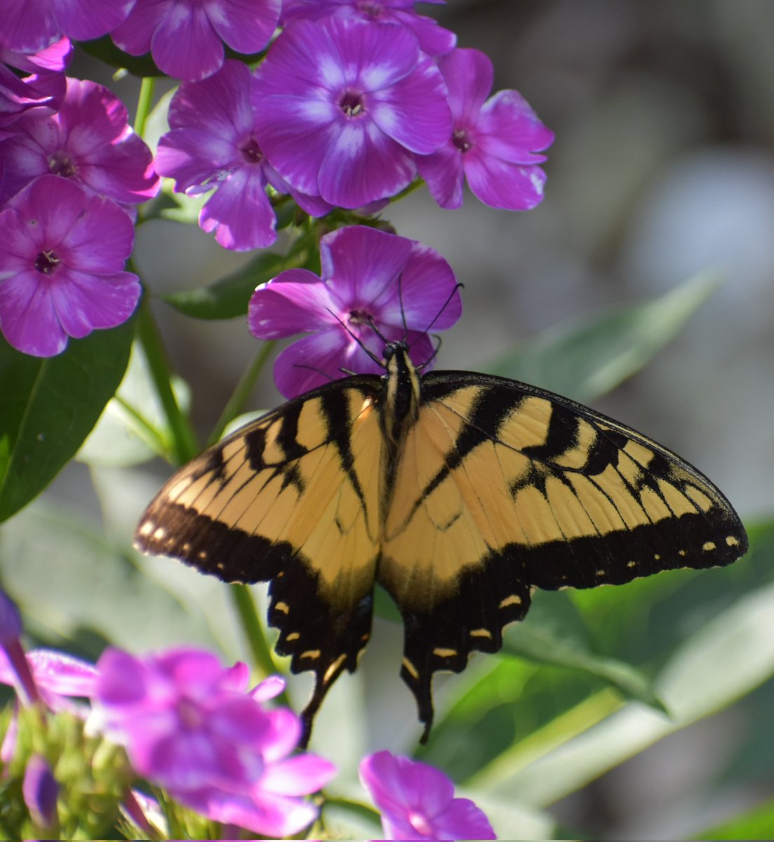 It's Monday☕️☕️... 
Happy #MagentaMonday #mygarden #FlowersonX #GardeningX