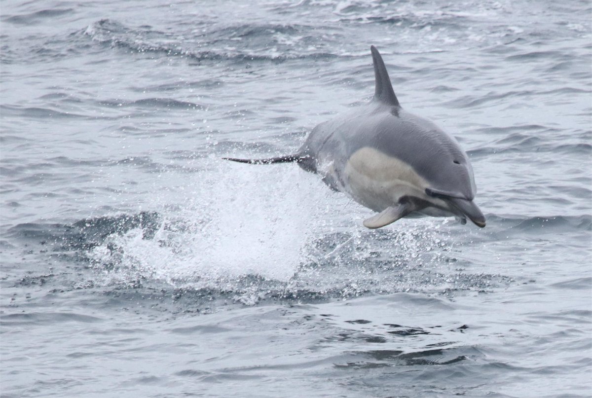UllapoolSharkAmbassador (@finlaypringle) on Twitter photo Photo from my 18t birthday trip out on <a href="/CalMacFerries/">CalMac Ferries</a> Loch Seaforth to Stornoway.
In total we saw 330 Common Dolphins, 9 Minke whales (incl. 2 lunge feeding) & 35 Harbour Porpoise, all recorded on excellent <a href="/HWDT_org/">Hebridean Whale & Dolphin Trust</a> app
Birthday is next week but I will be at Uni by then Photo from my 18t birthday trip out on <a href="/CalMacFerries/">CalMac Ferries</a> Loch Seaforth to Stornoway.
In total we saw 330 Common Dolphins, 9 Minke whales (incl. 2 lunge feeding) & 35 Harbour Porpoise, all recorded on excellent <a href="/HWDT_org/">Hebridean Whale & Dolphin Trust</a> app
Birthday is next week but I will be at Uni by then