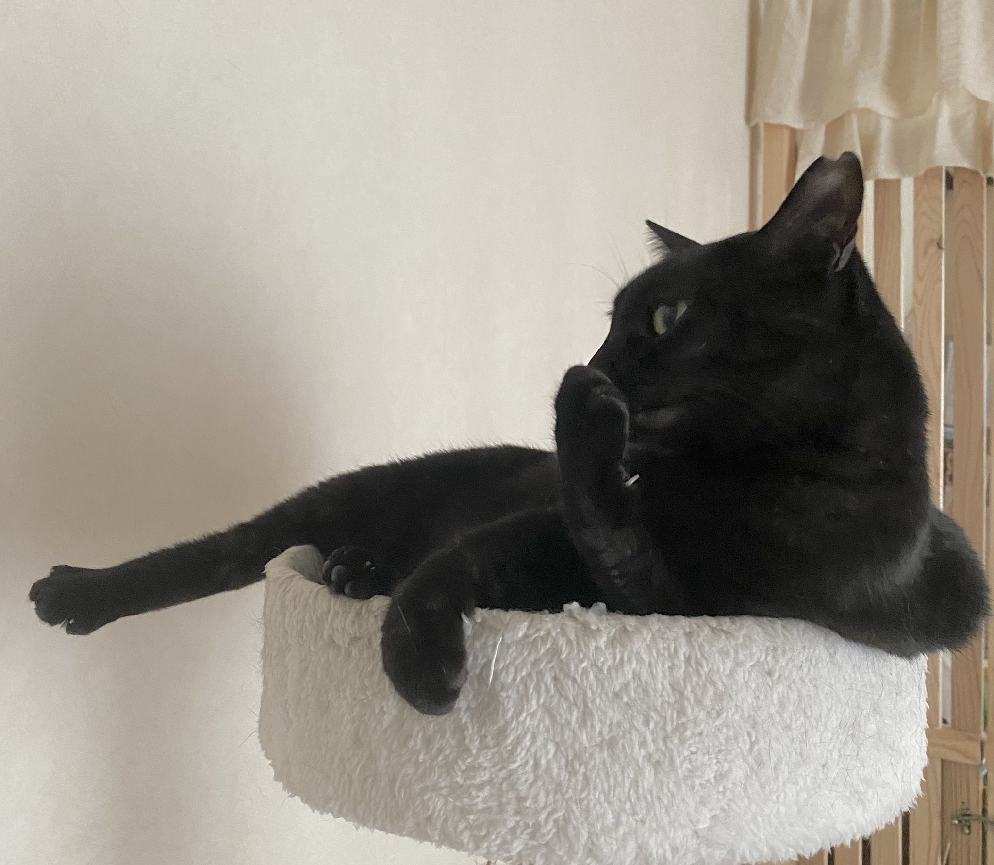 黒猫様 トライガン・マキシマム 黒猫様ぬいぐるみ【受注生産商品