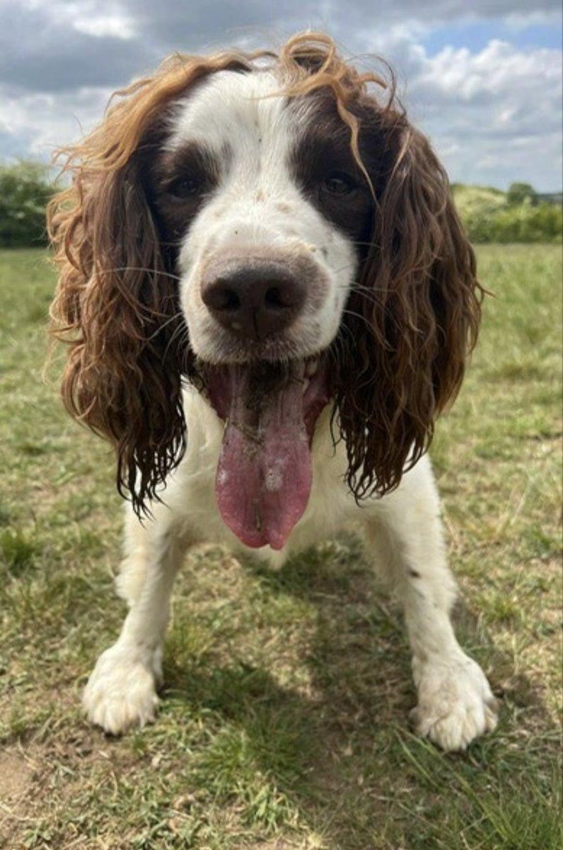 Happy August bank holiday all! ☀️ 

All those working, four legged and two, please stay safe 🙏🏻

🐶🐾💙