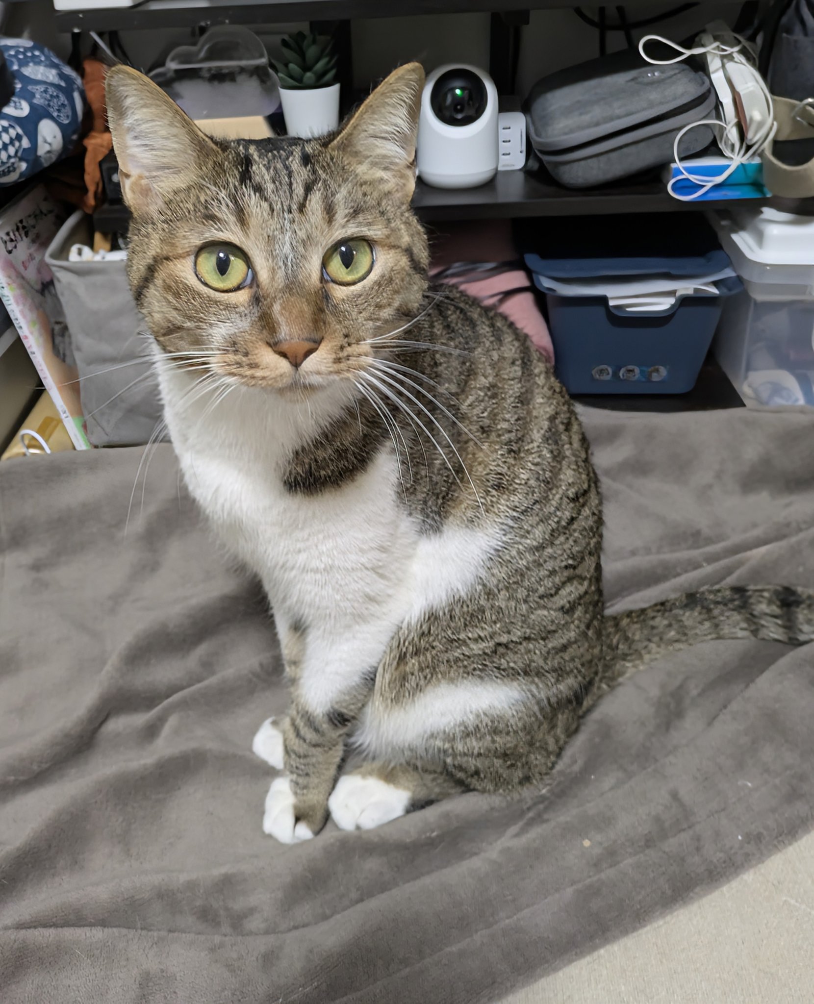 猫のテト on X: 