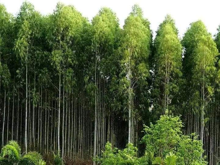MyexperthubAgro's tweet photo. You have a free land?

Don't let it lay idle.

You can venture into beekeeping or establish a plantation, tree nursery or fruit orchard.
Venturing into Beekeeping is advantageous on the following factors;
1. It requires minimum land

THREAD 🧵

[The SHA, kindly, Mike Sonko https://t.co/uNuFhXUQd9