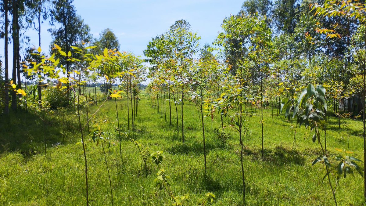 MyexperthubAgro's tweet photo. You have a free land?

Don't let it lay idle.

You can venture into beekeeping or establish a plantation, tree nursery or fruit orchard.
Venturing into Beekeeping is advantageous on the following factors;
1. It requires minimum land

THREAD 🧵

[The SHA, kindly, Mike Sonko https://t.co/uNuFhXUQd9