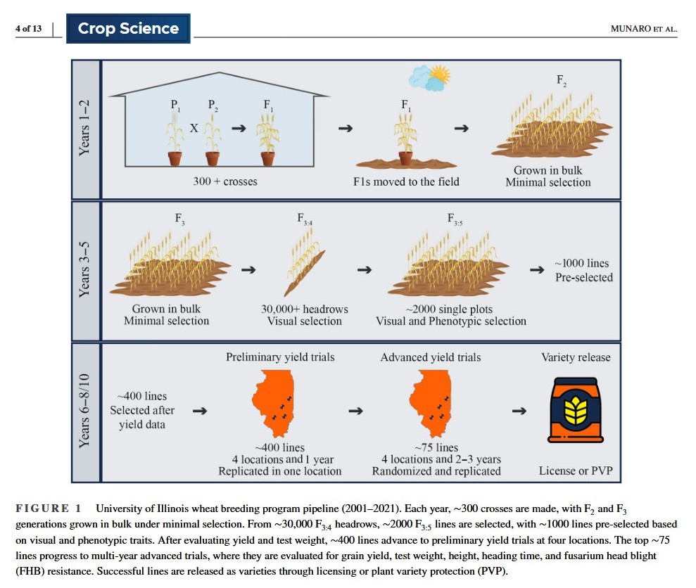 CzemborH's tweet photo. 🧬🧩🌾💻👨‍🎓📲👨‍🌾💚🍞📈 
➡️Genetic gain due to 21 years of winter wheat breeding at the University of Illinois
Lucas Berger Munaro, Frederic L. Kolb, Jessica E. Rutkoski
➡️ https://t.co/xA6tR9D46j
#wheat #breeding #wheatbreeding #plantbreeding
#cultivar #resistance #breedingprogram https://t.co/pIx0vRp0nJ