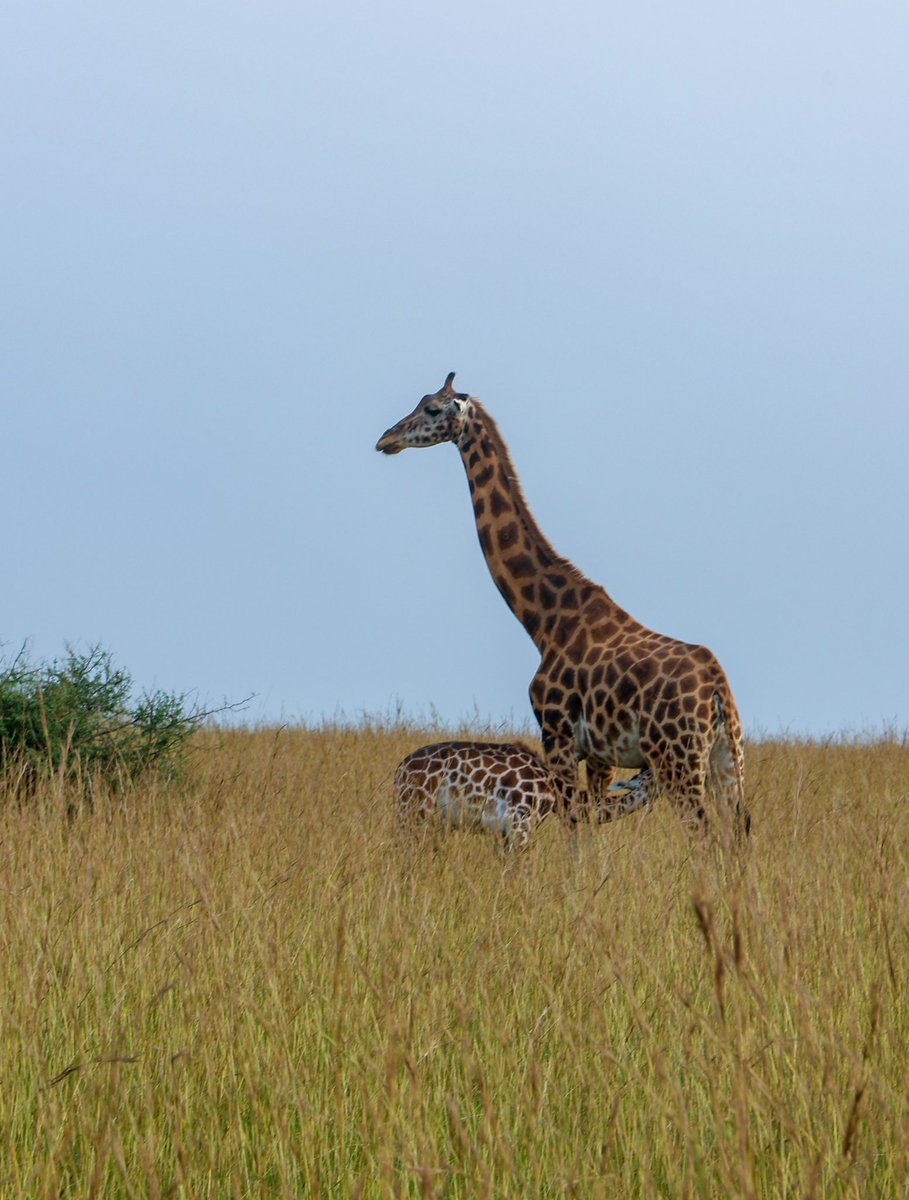 संतान के प्रति माँ के नि:स्वार्थ प्रेम एवं वात्सल्य का अद्भुत दर्शन !! ( नेशनल पार्क, युगांडा )
सद्भाग्य है कि यह वन्यजीव अभी तक पढ़े-लिखे मानव-मशीन नहीं बने हैं । ये वन्यजीव सहज सुंदर जीवन जीते हैं ! बिना गूगल, बिना ग्रोक, बिना ए आई ,बिना मेटा-फेटा जीवन-रसको जी भर-भरके पीते हैं!