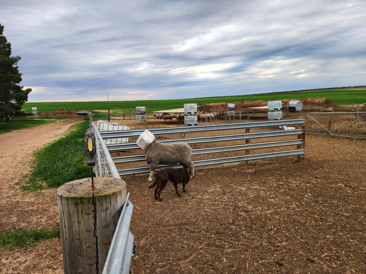This is what happens when you clean the salt and lime out of the little lambs tub. He is still for sale, I can guarantee his indexes are higher than his IQ #obrienmerino