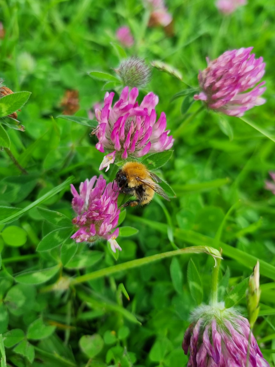 Coldstream_HP's tweet photo. Fantastic News for a Sunny Bank Holiday Monday, We have completed the Pollinator Patch Challenge 🌸🐝
Find out more - https://t.co/n1eIjYtXoK
#davidbellamy #pollinators #Awards #holidaypark #scottishborders #northumberland #coldstream https://t.co/xyjxwMYDWi