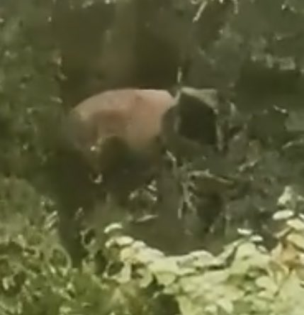 mickeyminnie611's tweet image. #大熊猫野化培训周记
#融生
#RongSheng
妈妈 BoSi博斯 (daughter of TianTian from Edinburgh Zoo🇬🇧)
奶爸的镜头中，
遥遥看上一眼山林间的“融生”，已属不易
但“融生”无需知晓也无需回应，
愿“融生”在郁郁葱葱的森林里自在漫步，
从容生活🐼
cr. 中国大熊猫保护研究中心weibo Aug.22