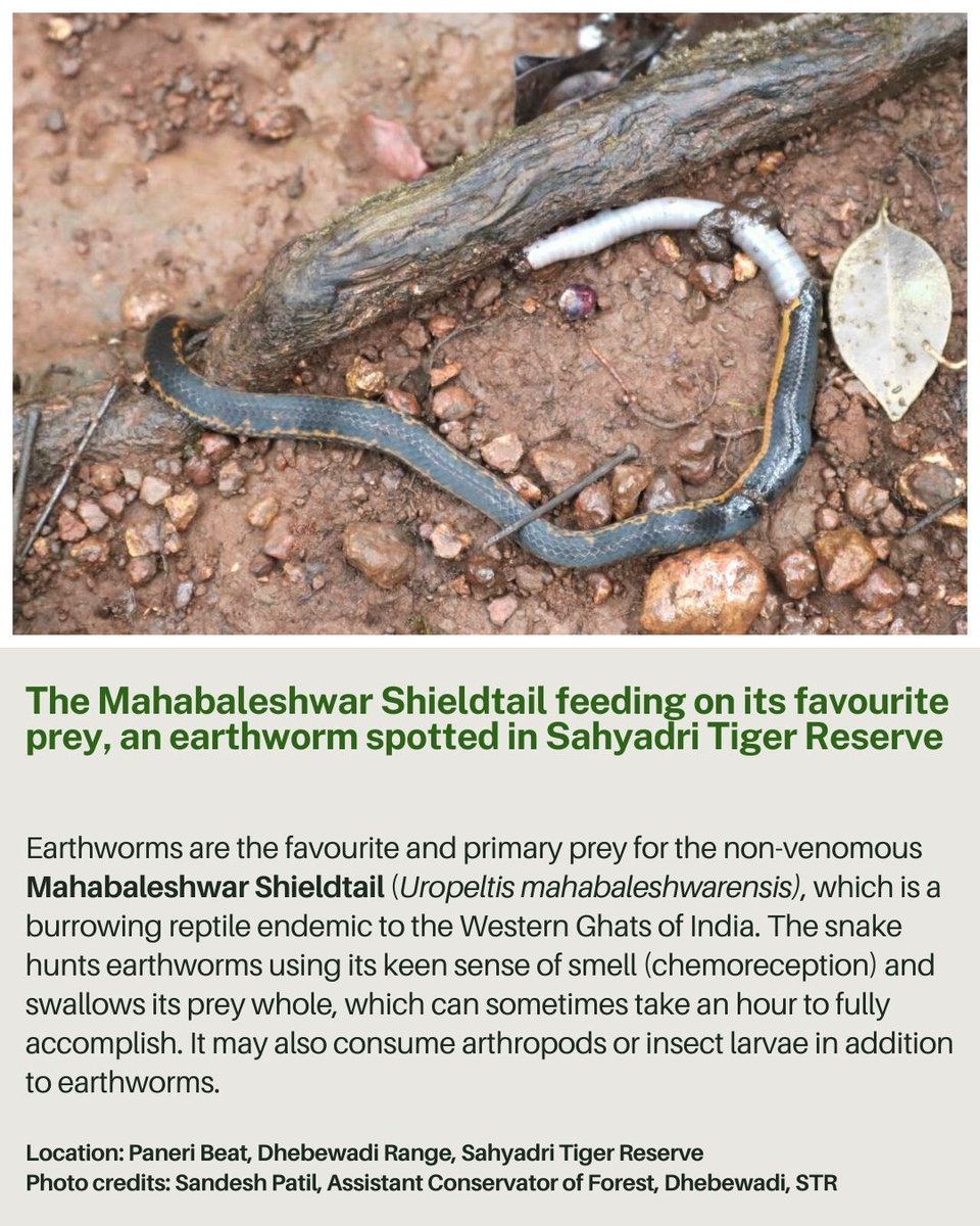 The Mahabaleshwar Shieldtail Snake feeding on its favourite prey, an earthworm spotted in Sahyadri Tiger Reserve