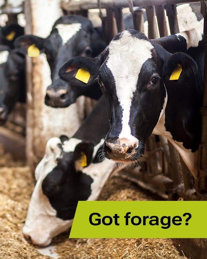 It takes a lot of hay, silage and grains to feed a dairy cow. CLAAS equipment delivers all the above. Forage harvesters like the CLAAS JAGUAR 970 play a critical role in providing high-quality feed. Call us today at (204) 727- 1050