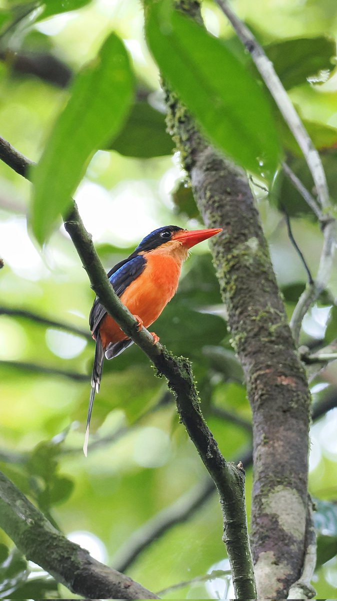 2 of Malagufuk's most wanted Kingfishers - Blue-Black &amp; Red-breasted Paradise, literally didn't know which way to look as they were calling within 20yrds of each other