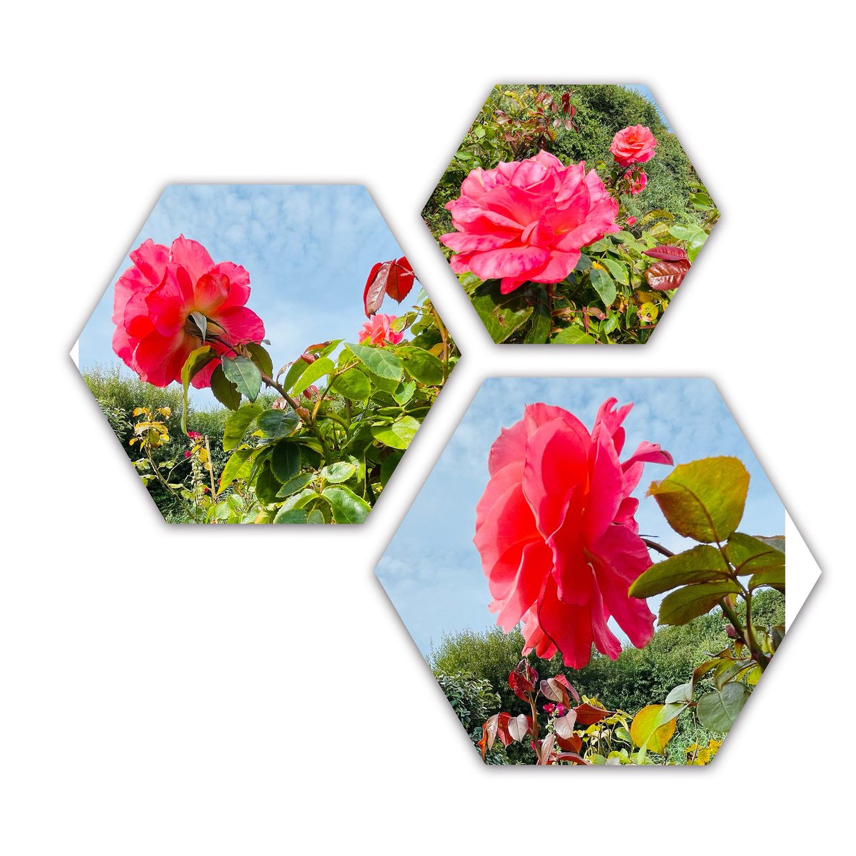 Mooie rozen in de tuin