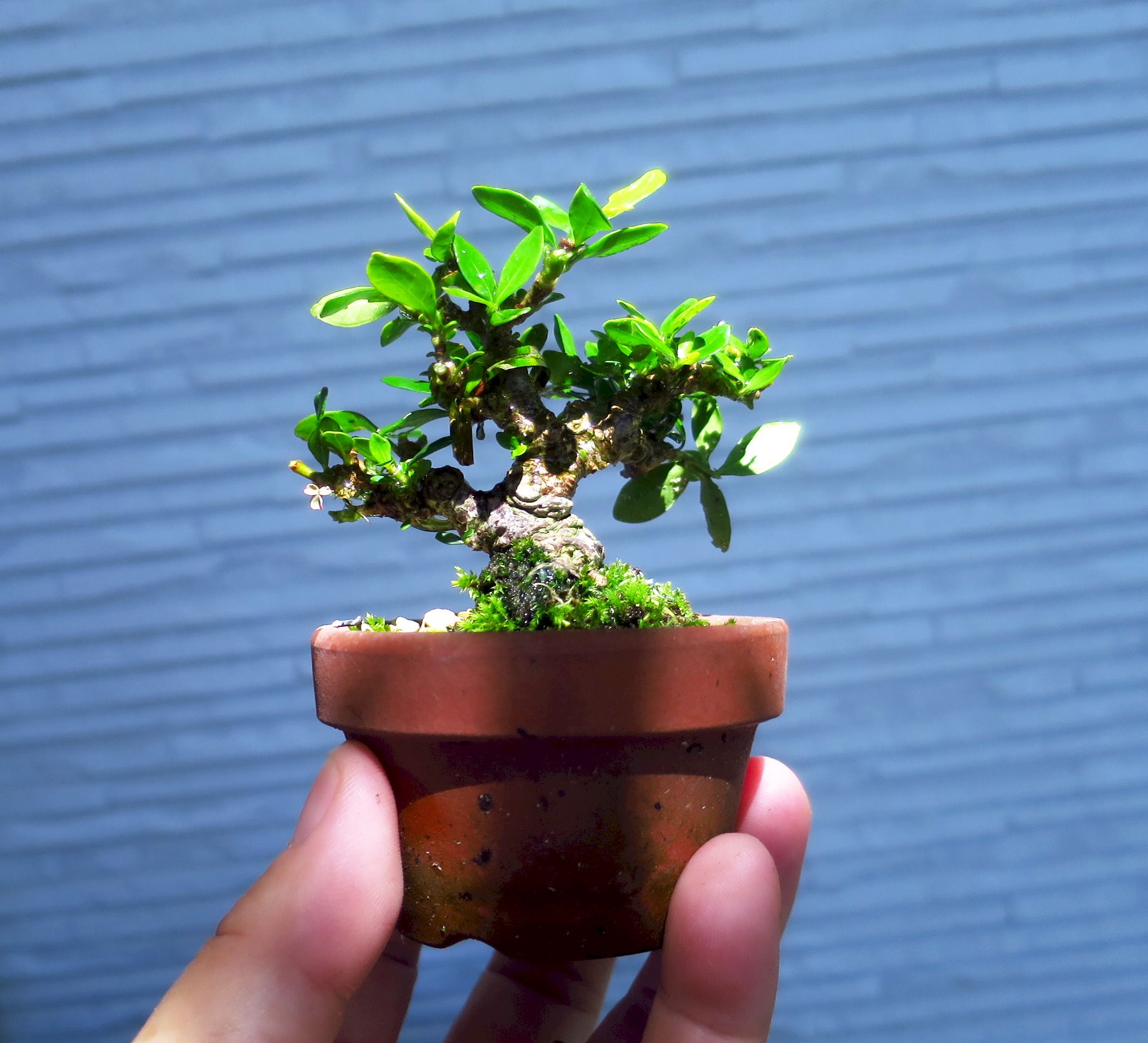 盆栽 クチナシ　根本極太約5cm　花目3個 盆栽 クチナシ 根本極太約5cm 花目3個 盆栽 クチナシ 根本極太約