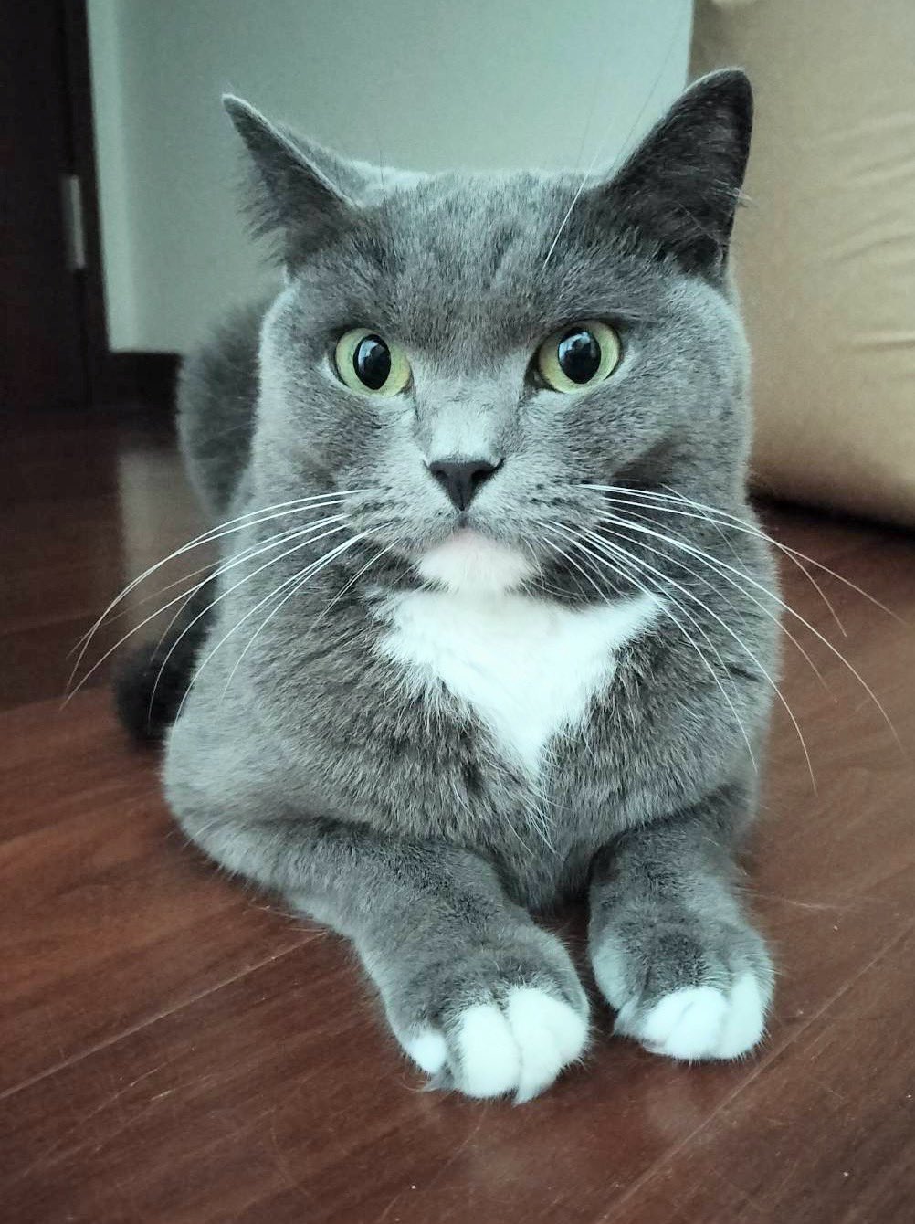 みんみん❀可愛い猫ちゃん♡秋の収穫❀ backend=imagemagick;version=1;