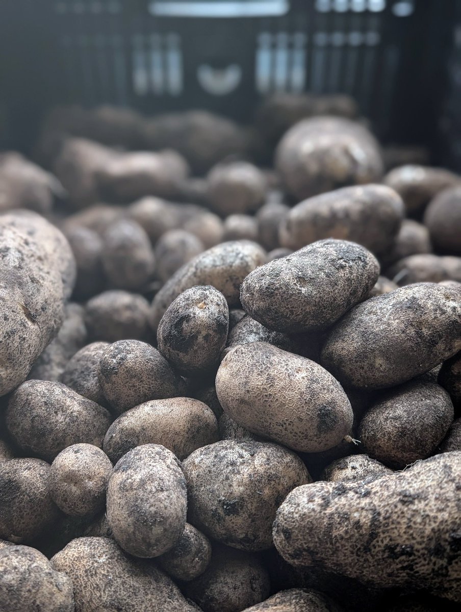 MarthaStewart's tweet photo. This year’s potatoes are harvested. Have you ever grown your own? See how they’re planted and picked on today’s https://t.co/rZ2hRP1D2i. https://t.co/9t5LipKvxm