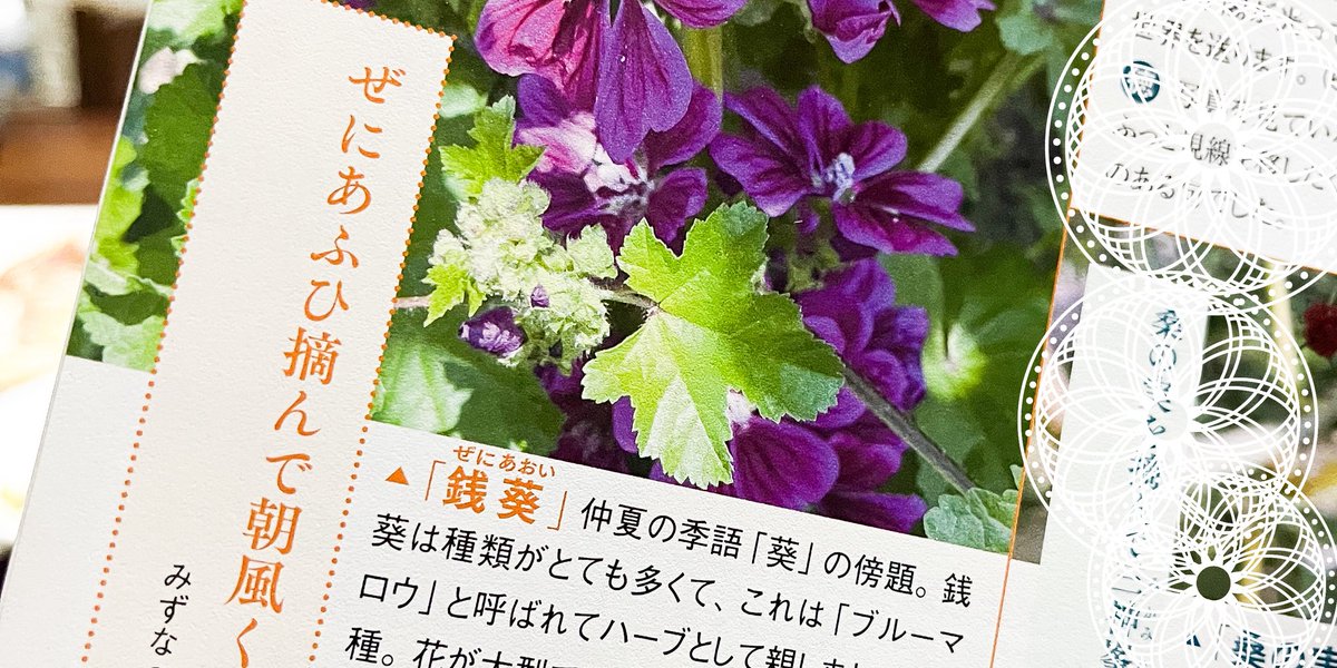 NHK俳句9月号
#季語観察クラブ　
〈夏の季語〉にて「銭葵」を掲載いただきました。黒岩徳将さんありがとうございます。