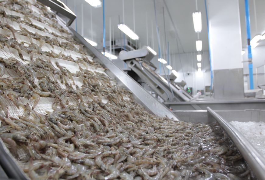 El arancel del 15% para las exportaciones de camarón ecuatoriano a EEUU conlleva unos costes mensuales para el sector de 20 millones de dólares  buff.ly/MeePJxR 

La Cámara Nacional de Acuicultura pide priorizar las negociaciones y alcanzar un acuerdo