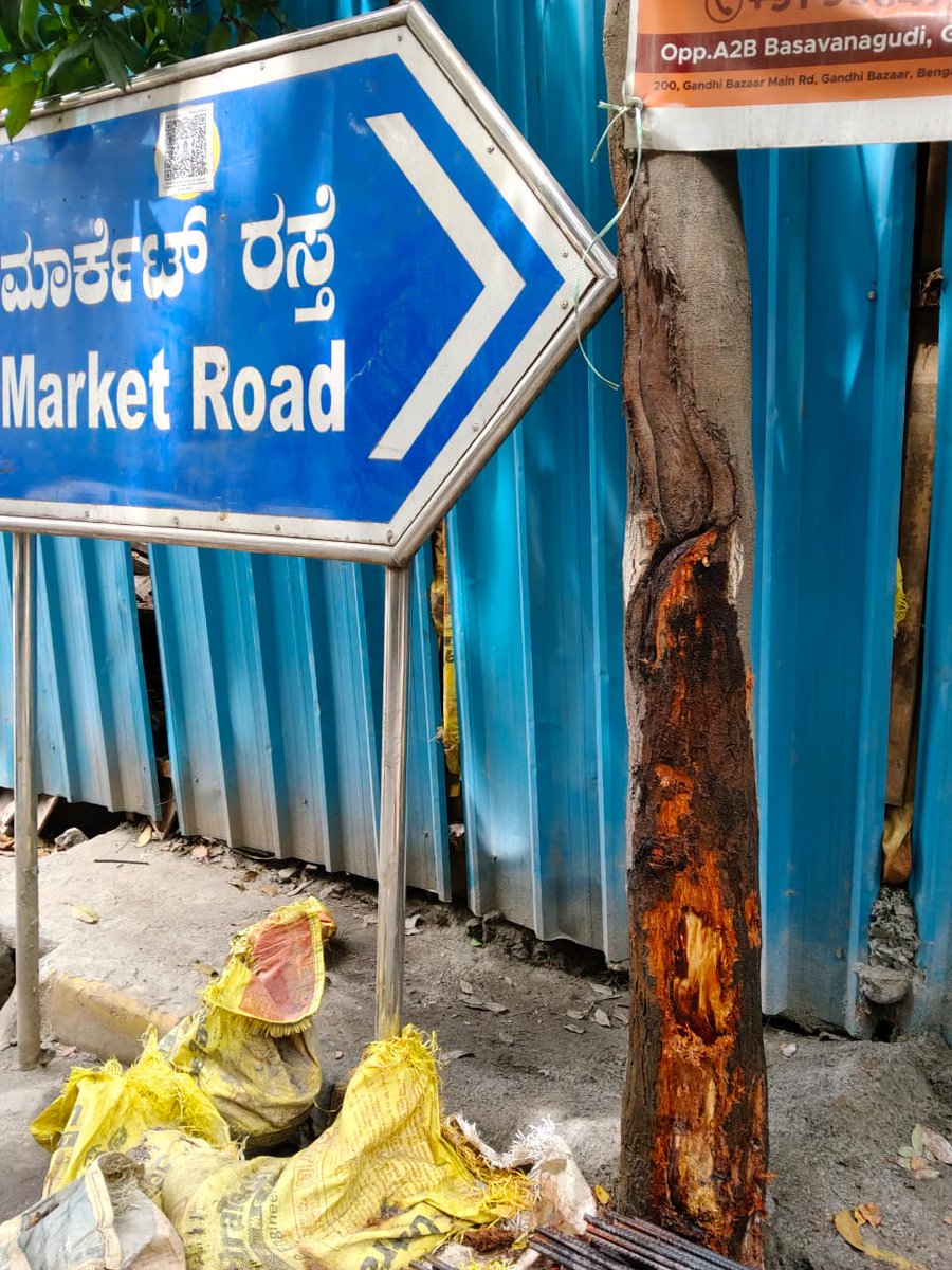 RathaHasiru's tweet image. “When we plant trees, we plant the seeds of peace and the seeds of hope.” – Wangari Maathai. 
What you think when you see these bruised trees at Market road basavangudi gandhi bazaar (due to construction work) #Bangalore #savetrees @aranya_kfd