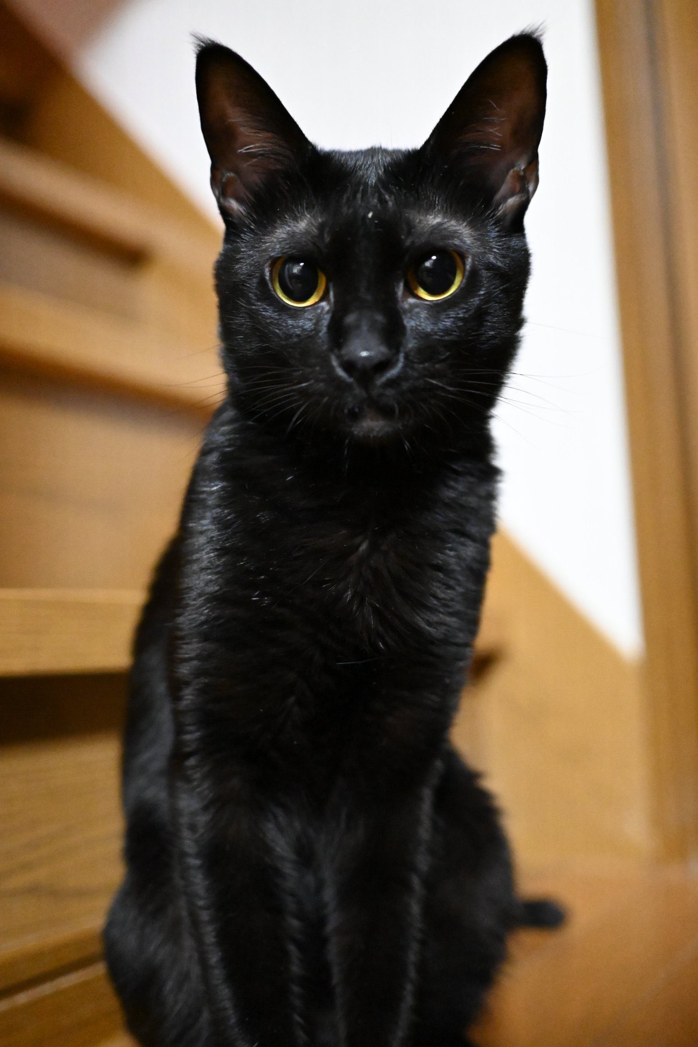 黒猫　3点 I tried to run away when I approached the black cat, but