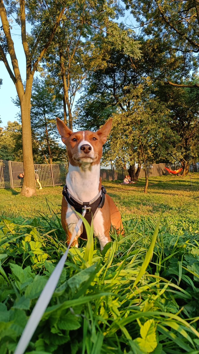 Mari_Makovkina's tweet image. Autumn almost there

#basenji #Lviv #supportdog