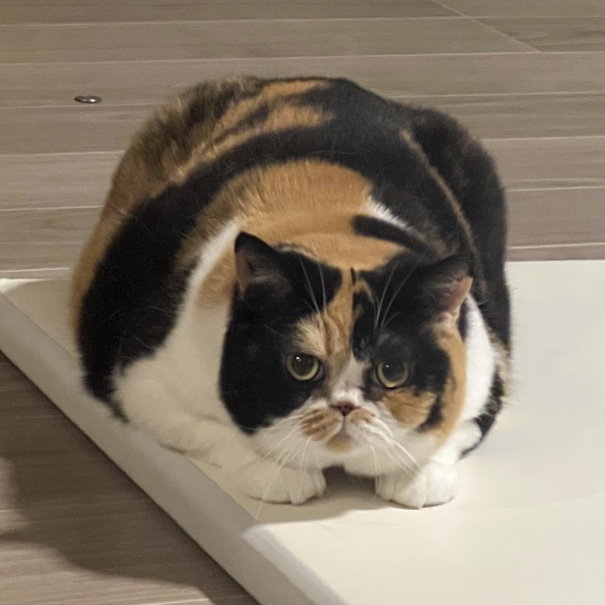 けあねこ(=^・^=) 猫さん 猫さん カード検索 ｜ Z/X - Zillions of enemy X - ゼクス公式