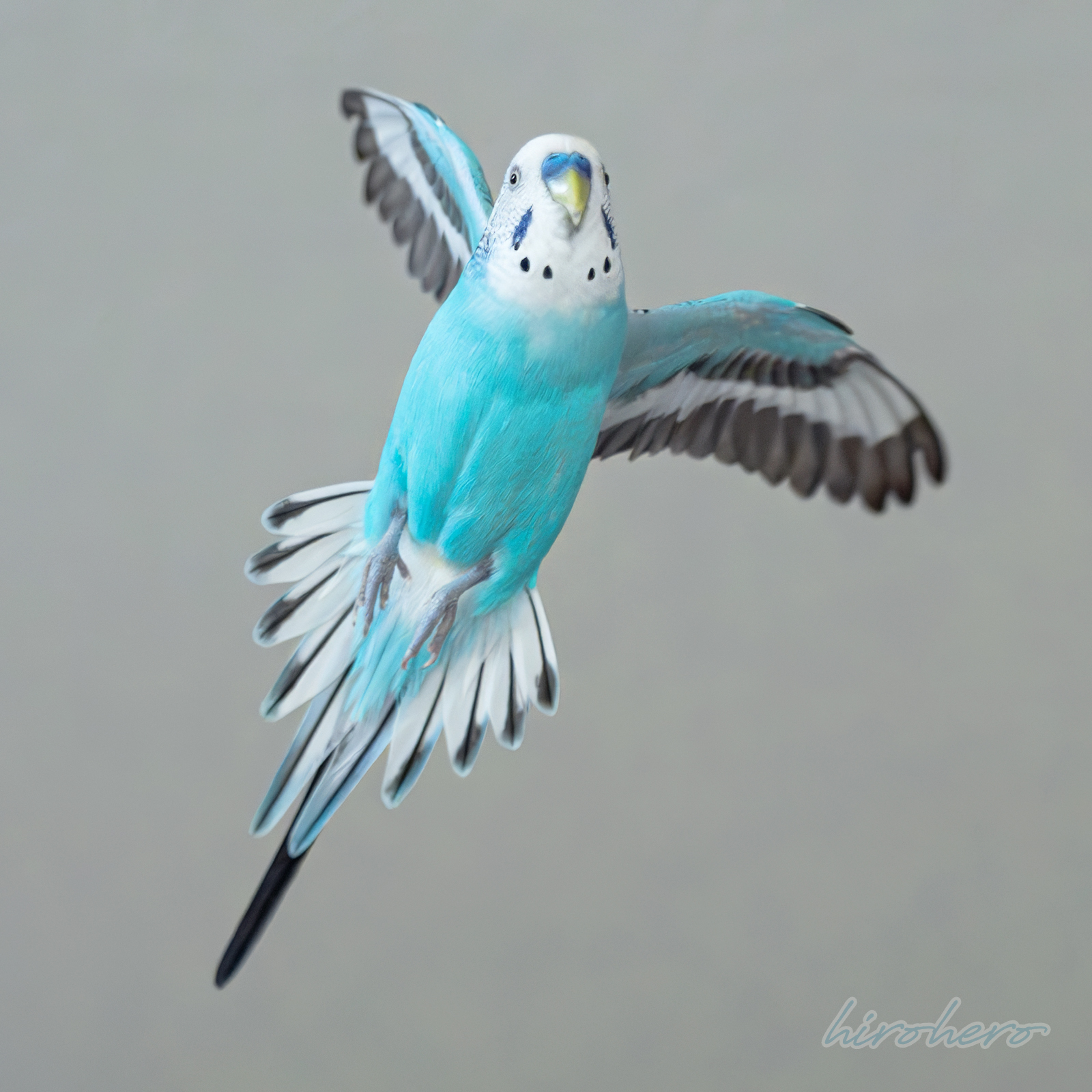hiro　　アネモネ、信長、インコ ねむい〜💭 瞼がぁ〜🐥💜💭 𓂃𓈒໒꒱‪𓏸 #インコのリアラ‬