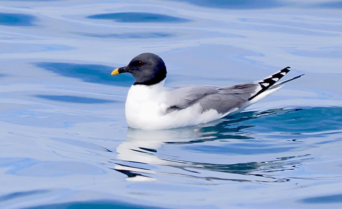 OreillyReilly2's tweet image. An adult Sabine's Gull from a Scilly Pelagic yesterday.