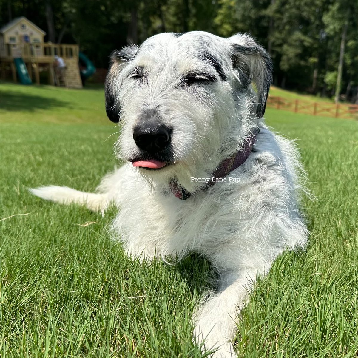 Penny_Lane_Pup's tweet image. 🚨One Day Prize Alert🚨

Today only (8/25/25 EST), all donations of $30 or more using our Fun Run donation link, will be entered to win one of these pawsome tumblers! There will be 1 lucky winner.

All donations go directly to Lucky Pup Rescue SC! 
Link: runsignup.com/lprpennylane