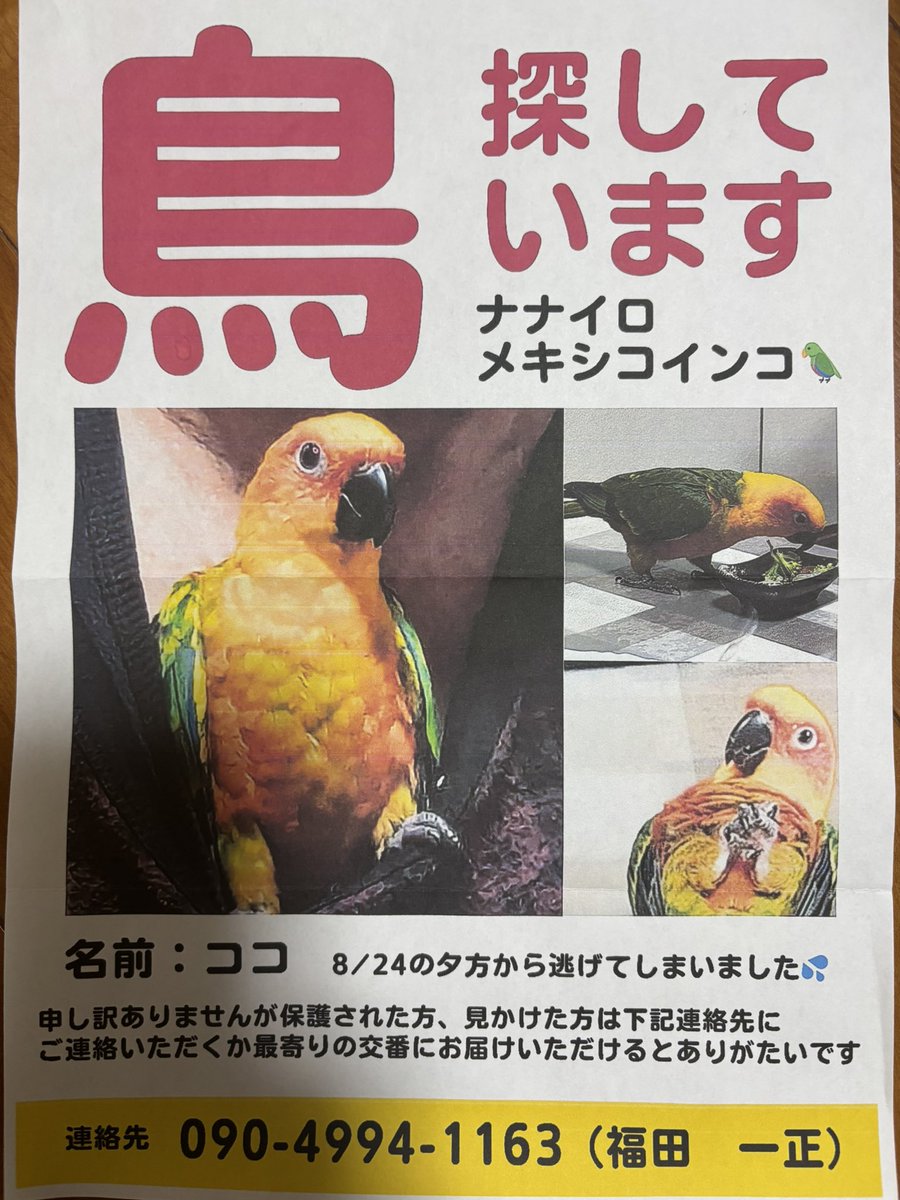 Banhgg115's tweet photo. 迷いインコ探してます🦜
8月24日18:00頃
福岡県太宰府市梅香苑1丁目付近で行方不明
見かけた方、もしくは保護されてる方は下記までどんな些細な情報でも構いません🤲
DM又はご連絡下さい🙇‍♂️
拡散希望
種類:ナナイロメキシコインコ
名前:ココちゃん
体長:25〜30cm
連絡先:090-4994-1163(福田一���) https://t.co/ePoJF0YJkc